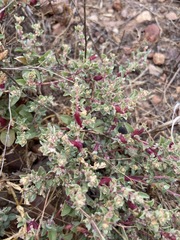Atriplex pacifica