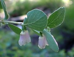 Symphoricarpos rotundifolius parishii