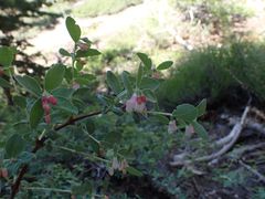 Symphoricarpos rotundifolius parishii