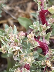 Atriplex pacifica