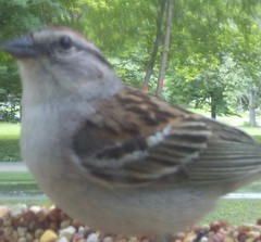 Spizella passerina passerina
