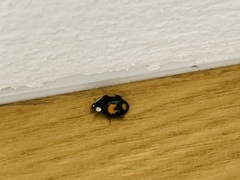 Harmonia axyridis
