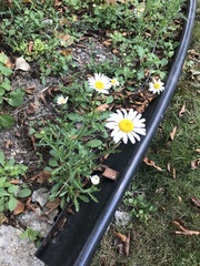 Leucanthemum vulgare