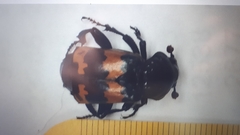 Nicrophorus investigator