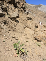Crambe koktebelica