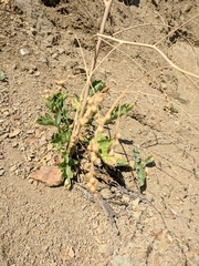 Crambe koktebelica