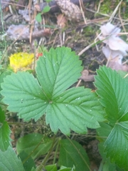 Fragaria vesca