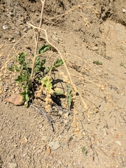 Crambe koktebelica
