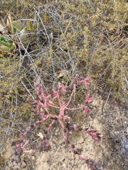 Dudleya ingens