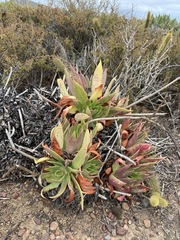 Dudleya ingens