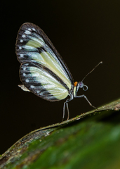Moschoneura pinthous