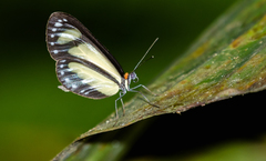 Moschoneura pinthous