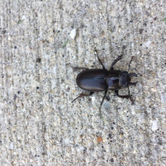Lucanus placidus