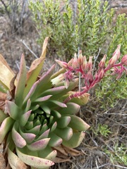 Dudleya ingens