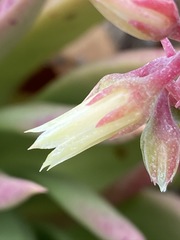 Dudleya ingens