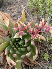Dudleya ingens