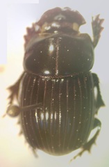 Copris incertus