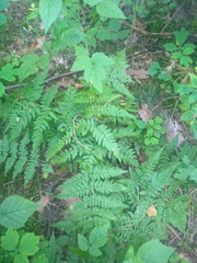 Dryopteris carthusiana