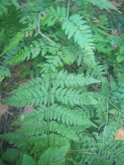 Dryopteris carthusiana