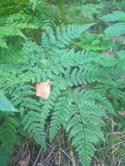 Dryopteris carthusiana