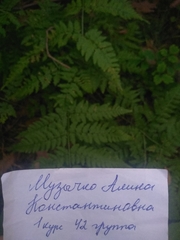 Dryopteris carthusiana