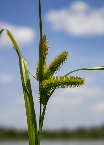 Bristly sedge (Carex comosa)
