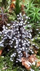 Didymium melanospermum