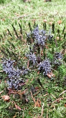 Didymium melanospermum