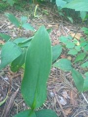 Convallaria majalis