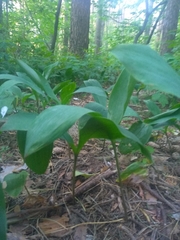 Convallaria majalis