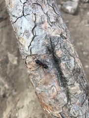 Camponotus ligniperda