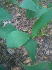 Convallaria majalis
