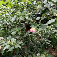 Heraclides erostratus