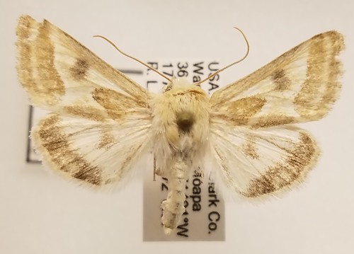 Schinia intrabilis photo 4
