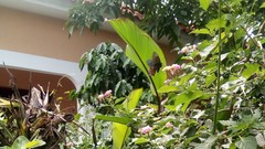 Heraclides erostratus