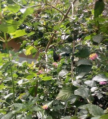 Heraclides erostratus