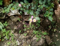 Heraclides erostratus