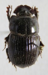 Copris incertus