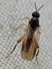 Diptera