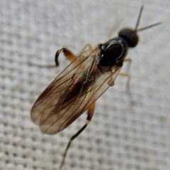 Diptera