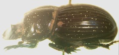 Copris incertus