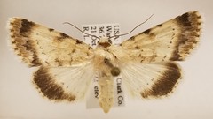 Sympistis benjamini