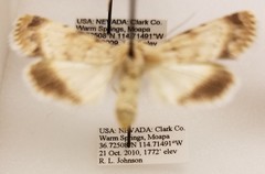 Sympistis benjamini