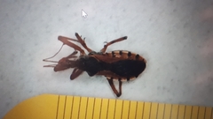 Rhynocoris ventralis