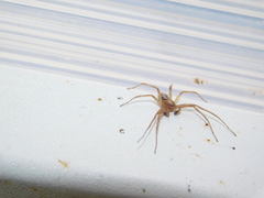 Philodromus cespitum
