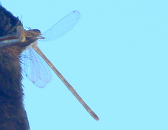 Lestes alacer