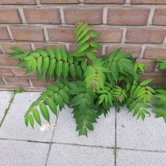 Ailanthus altissima