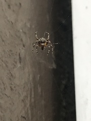 Araneus diadematus