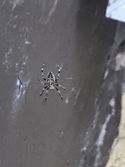 Araneus diadematus
