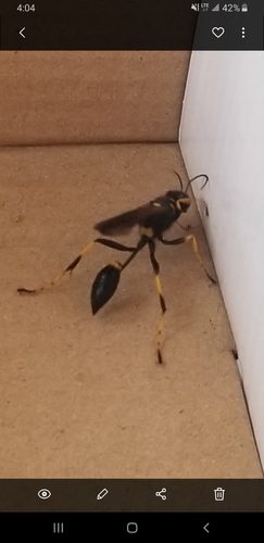 Black and yellow mud dauber